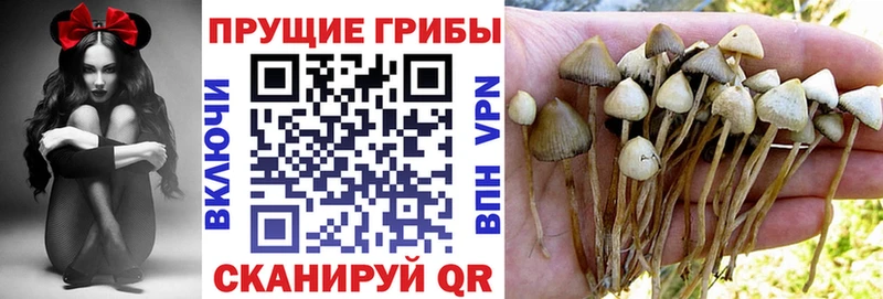 Псилоцибиновые грибы Psilocybine cubensis Смоленск